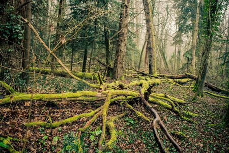 moss grows on wood in franceの写真素材