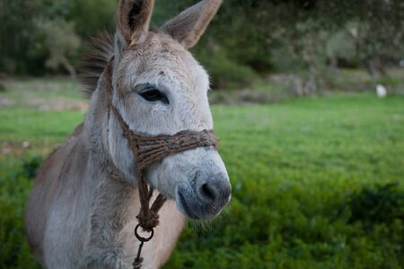 a closeup of a donkey