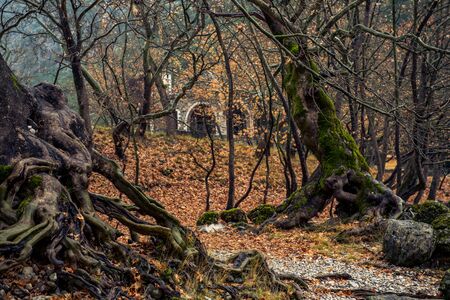 trees along the river with a church in the background in zagorohoria greeceの写真素材