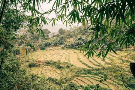 rice paddys in the jungle of vietnamの写真素材