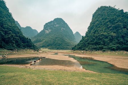cattle cross a small path between water in a field in Vietnamの写真素材
