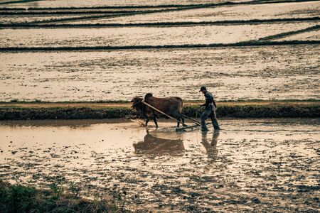 a farmer ploughs his field in vietnamの写真素材