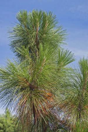 Longleaf pine (Pinus palustris). Called Southern Yellow Pine alsoの写真素材