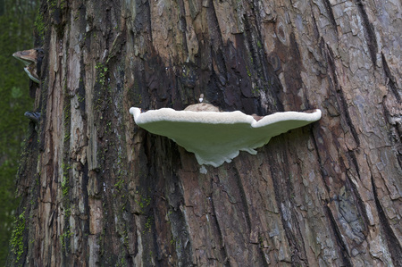 Artist's conk fungus (Ganoderma applanatum). Called Artist's bracket alsoの写真素材