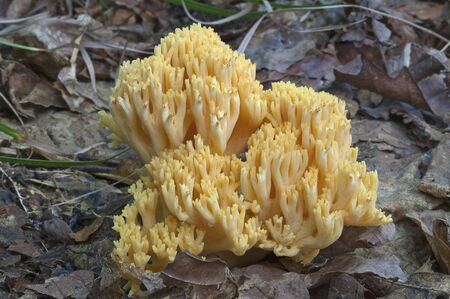 Ramaria obtusissima mushroom (Ramaria obtusissima). Close up image of fungusの写真素材