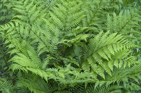 Lady fern (Athyrium brevifrons). Frontal view of plantの写真素材