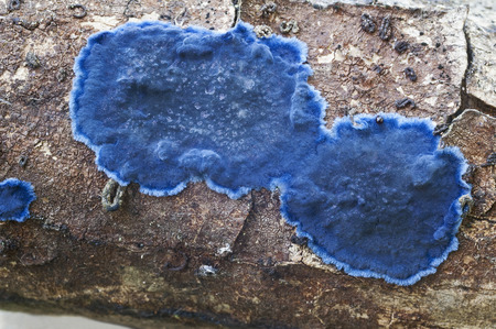 Cobalt crust fungus (Terana caerulea). Called Velvet blue spread also
