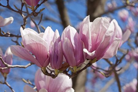Saucer magnolia flowers (Magnolia x soulangeana). Hybrid between Magnolia denudata and Magnolia liliiflora. Called Chinese Magnolia and Tulip Magnolia alsoの写真素材