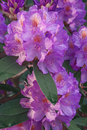 Catawba rosebay flowers (Rhododendron catawbiense). Called Mountain rosebay, Purple ivy, Purple laurel, Purple rhododendron, Red laurel, Rosebay, Rosebay laurel alsoの写真素材