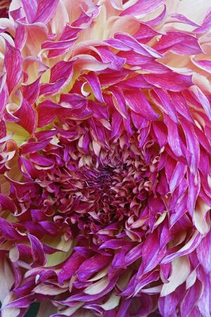 Dahlia flower (Dahlia x cultorum). Close up image of multicolored flowerの写真素材