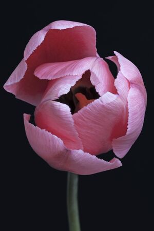 Tulip (Tulipa x gesneriana). Called Didier's Tulip and Garden Tulip also. Frontal view of pink flower isolated on black backgroundの写真素材
