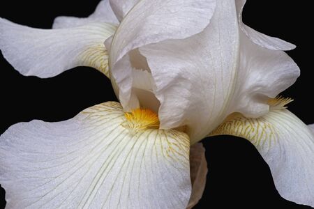 Hybrid German iris (Iris x germanica). Close up image of flower isolated on black background
