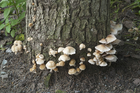 Pale brittlestem mushroom (Psathyrella candolleana)の写真素材