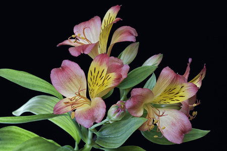 Peruvian lily (Alstroemeria x hybrid). Called Lily of the Incas also. Image of flowers on black backgroundの写真素材