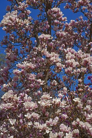 Alba saucer magnolia (Magnolia x soulangeana Alba). Tree in blossomの写真素材
