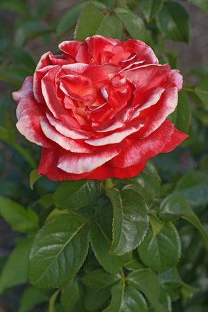 Hybrid rose (Rosa x hybrid). Iimage of single red flowerの写真素材