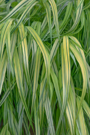 Variegated Japanese forest grass (Hakonechloa macra Aureola)の写真素材