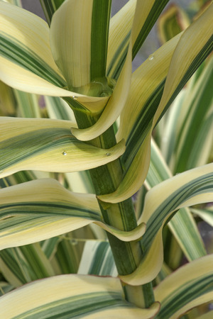 Giant cane (Arundo donax). Called Carrizo, Arundo, Spanish cane, Colorado River Reed, Wild cane and Giant reed also. Close up image of stem and leavesの写真素材