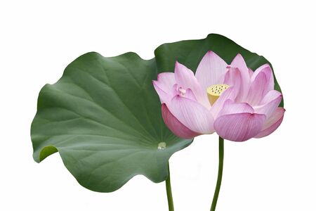 Sacred lotus (Nelumbo nucifera). Called Indian Lotus, Bean of India and Lotus also.  Image of flower and isolated on white backgroundの写真素材
