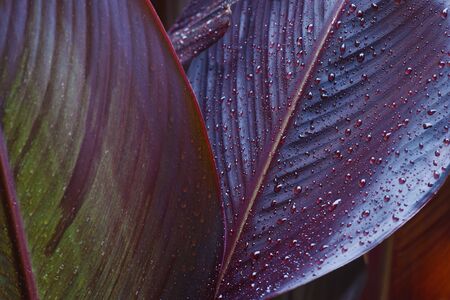 Rain droplets on canna leaves (Canna x generalis)