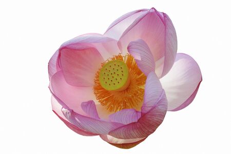 Sacred lotus (Nelumbo nucifera). Called Indian Lotus, Bean of India and Lotus also. Image of flower isolated on white backgroundの写真素材