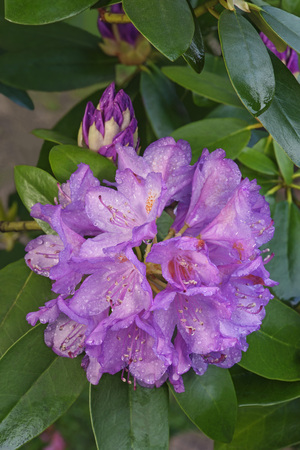Catawba rosebay (Rhododendron catawbiense). Called Mountain rosebay, Purple ivy, Purple laurel, Purple rhododendron, Red laurel, Rosebay, Rosebay laurel also. Close up image of flowersの写真素材