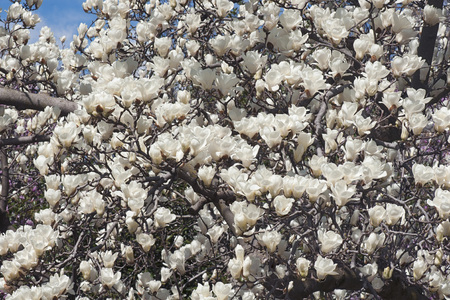 Yulan magnolia (Magnolia denudata). Called Lilytree also. Another scientific name is Yulania denudataの写真素材