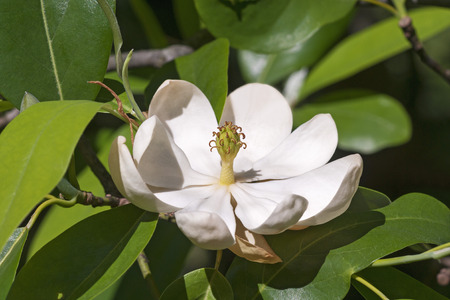 Sweetbay magnolia flower (Magnolia virginiana). Called Sweetbay, Laurel magnolia, Swampbay, Swamp magnolia, Whitebay and Beaver tree alsoの写真素材