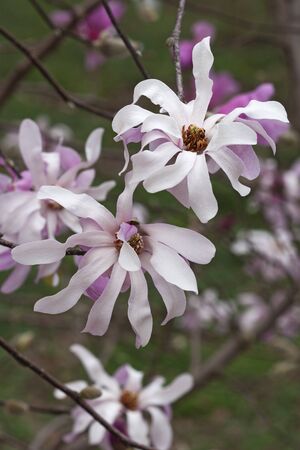 Leonard Messel loebner magnolia (Magnolia x loebneri Leonard Messel)の写真素材