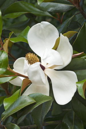 Southern magnolia (Magnolia grandiflora). Called  Evegreen Magnolia, Bull Bay, Bullbay Magnolia, Laurel Magnolia and Loblolly Magnolia also. Close up image of flowerの写真素材