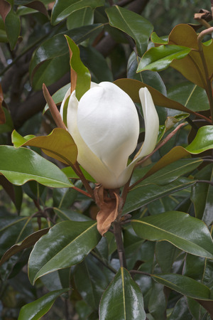 Southern magnolia (Magnolia grandiflora). Called  Evegreen Magnolia, Bull Bay, Bullbay Magnolia, Laurel Magnolia and Loblolly Magnolia alsoの写真素材