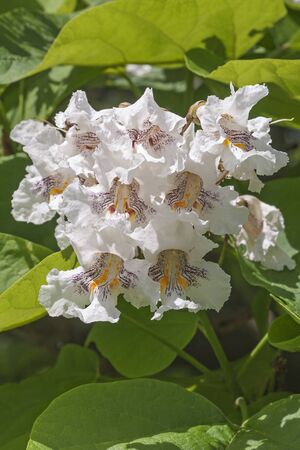 Northern catalpa (Catalpa speciosa). Called Hardy Catalpa, Western Catalpa, Cigar Tree and Catawba-tree alsoの写真素材