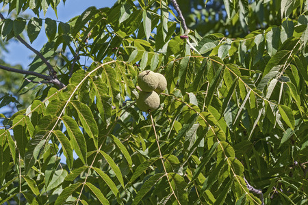 Eastern black walnut (Juglans nigra)の写真素材