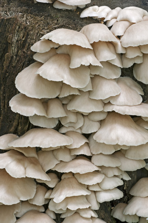 Indian oyster mushrooms (Pleurotus pulmonarius). Called Italian oyster, Phoenix mushroom, Pale oyster and Lung oyster alsoの写真素材