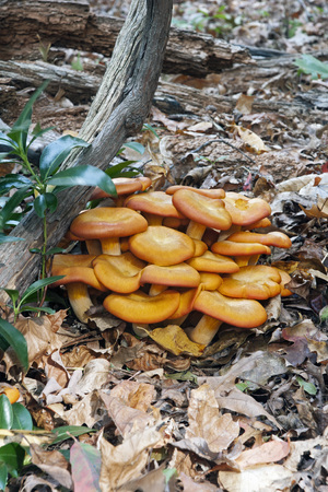 Jack O'Lantern mushroom  (Omphalotus olearius)の写真素材