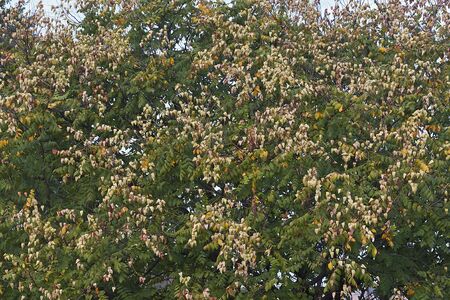 Goldenrain tree (Koelreuteria paniculata). Called Pride of India, China Tree and Varnish Tree alsoの写真素材