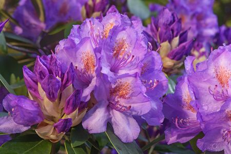 Catawba rosebay (Rhododendron catawbiense). Called Mountain rosebay, Purple ivy, Purple laurel, Purple rhododendron, Red laurel, Rosebay, Rosebay laurel alsoの写真素材