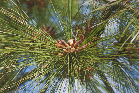 Longleaf pine (Pinus palustris). Called Southern Yellow Pine alsoの写真素材