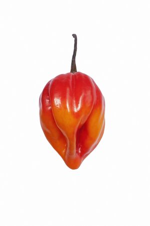 Jamaican hot pepper (Capsicum chinense Scotch Bonnet). Called Scotty bons, Bonney pepper and Carribean red pepper also. Image of single pepper isolated on white backgroundの写真素材