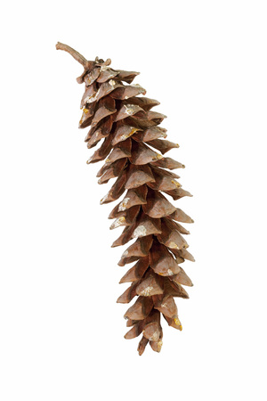 Eastern white pine (Pinus strobus). Called White Pine and Weymouth Pine also. Image of cone isolated on white backgroundの写真素材