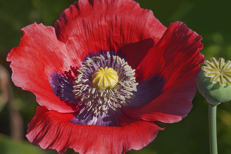 Opium poppy (Papaver somniferum). Called Garden poppy also. Another scientific name is Papaver paeoniflorumの写真素材