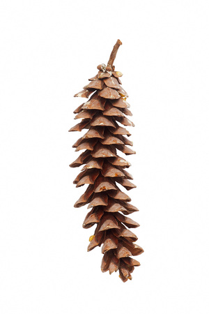 Eastern white pine (Pinus strobus). Called White Pine and Weymouth Pine also. Image of cone isolated on white backgroundの写真素材