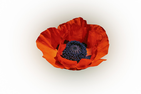 Oriental poppy (Papaver orientale). Image of flower isolated on white backgroundの写真素材