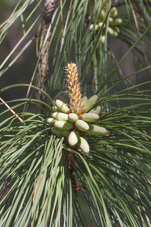 Loblolly pine (Pinus taeda). Called Bull Pine and Old-field Pine also. Pollen conesの写真素材