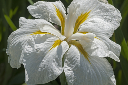 Freckled Geisha japanese flag iris (Iris ensata Freckled Geisha)の写真素材