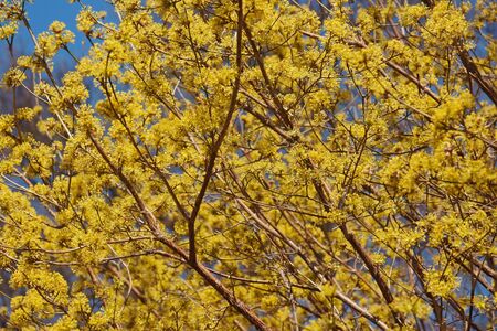 Spring Glow Cornelian cherry dogwood (Cornus mas Spring Glow)の写真素材