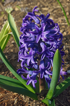 Common hyacinthus (Hyacinthus orientalis). Called Garden Hyacinth and Dutch Hyacinth alsoの写真素材