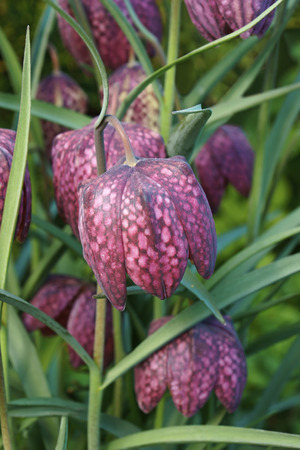 Snake's head fritillary (Fritillaria meleagris). Called Chess flower, Frog-cup, Guinea-hen flower, Guinea flower, Leper lily, Lazarus bell, Chequered lily, Chequered daffodil and Drooping tulip alsoの写真素材