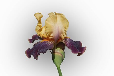 Devils Riot Tall Bearded iris (Iris x germanica Devils Riot). Image of flower isolated on white...