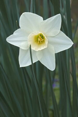 Jonquilla daffodil (Narcissus x Silver Smiles). Close up image of single flowerの写真素材